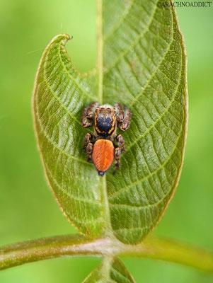 Carrhotus xanthogramma ♀ (Wipfelspringer) 14-05-2023