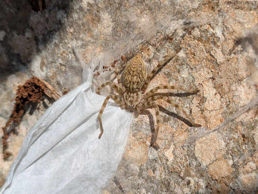 Eusparassus walckenaeri