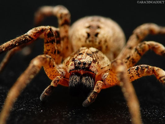 Zoropsis spinimana ♀ (Nosferatu-Spinne) 16-01-2022