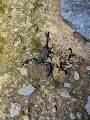 Iurus dufoureius