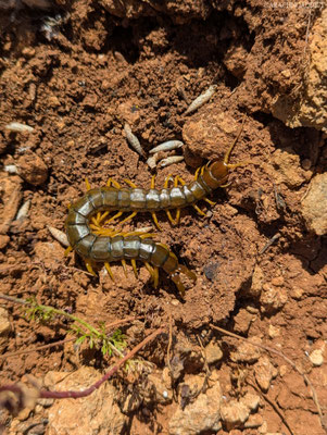 Scolopendra cingulata
