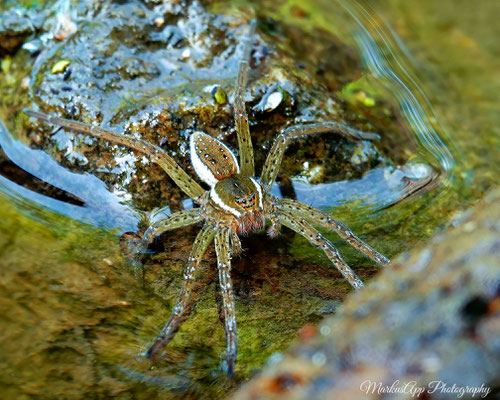 Dolomedes cf. plantarius juvenil (gerandete Wasserspinne) 22-05-2022