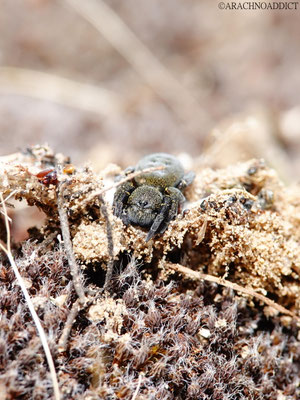 Eresus kollari ♂ subadult (rote Röhrenspinne) 23-05-2021