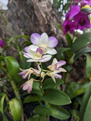 Orchideen am Wat Pho