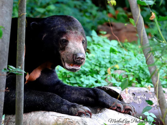 Malaienbär (Helarctos malayanus)