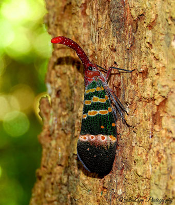 Zikade (Pyrops candelaria)