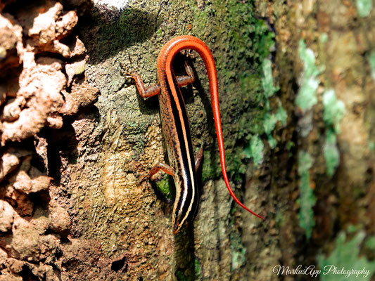 Baumskink (Lipinia sp.)