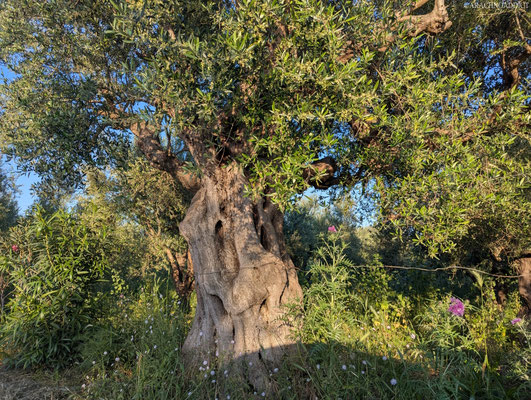 freundlich lächelnder Olivenbaum