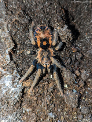 Hapalopus sp. Guerilla Weibchen