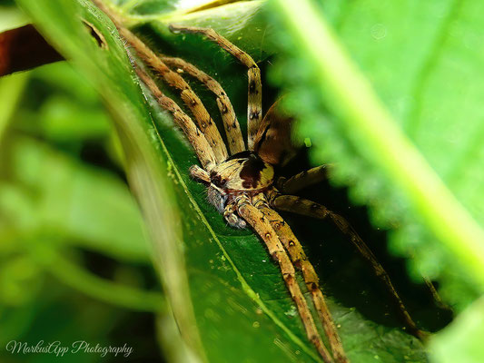 Krabbenspinne (Heteropoda venatoria)