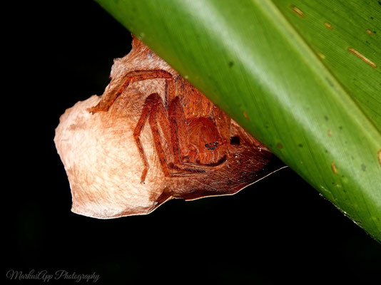 Krabbenspinne (Heteropoda sp.)