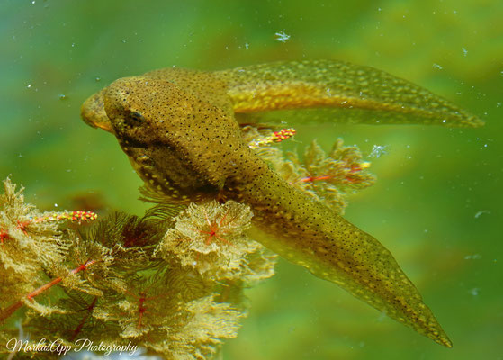 Kaulquappe von Nordamerikanischem Ochsenfrosch (Lithobates catesbeianus)