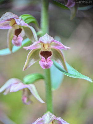 Breitblättrige Ständelwurz (Epipactis helleborine)