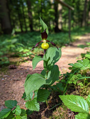 gelber Frauenschuh (Cypripedium calceolus)