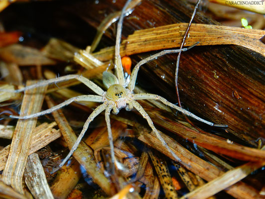 Dolomedes sp. ♂ 21-06-2022