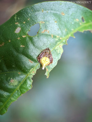 Radnetzspinne (Eriovixia sp.?)