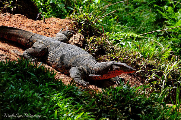 Bindenwaran (Varanus salvator)