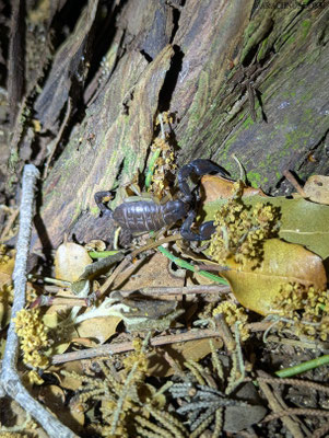 Euscorpius sp.