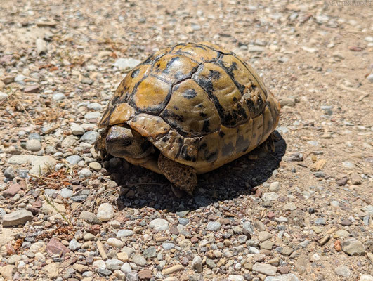 Griechische Landschildkröte (Testudo hermanni)