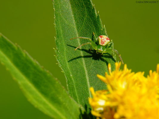 Ebrechtella tricuspidata ♀ (grüne Blattkrabbenspinne) 11.09.2022