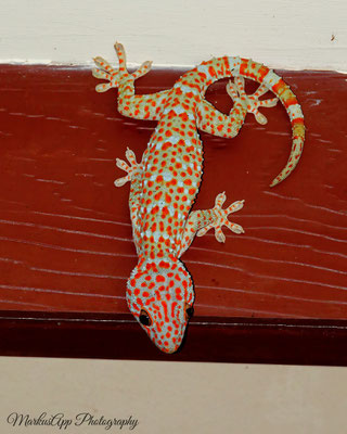 Tokeh (Gekko gecko)