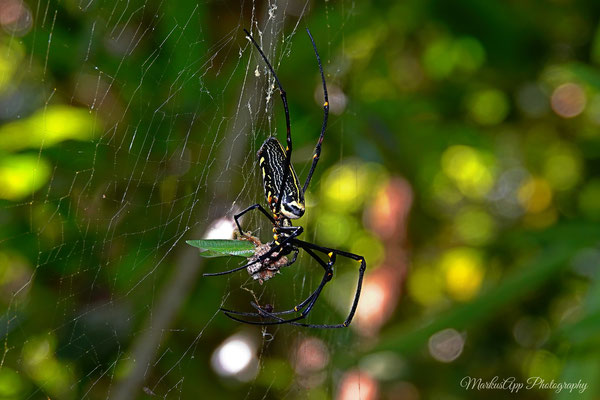 Seidenspinne (Nephila pilipes)