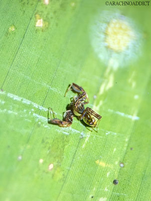 Springspinne, Brettus sp. (vielleicht Brettus cingulatus?)