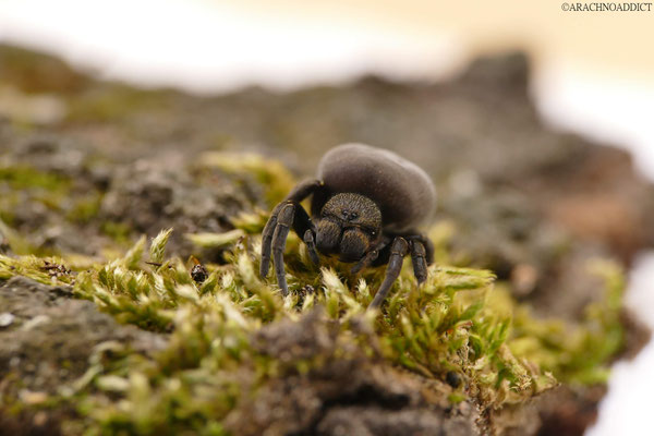 Eresus kollari ♀ (rote Röhrenspinne) 10-05-2021