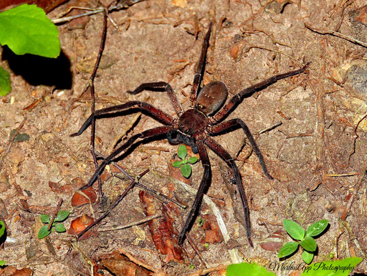 Krabbenspinne (vermutlich Heteropoda tetrica)