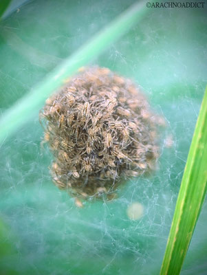 Dolomedes sp. frisch geschlüpfte Jungtiere 18-07-2023