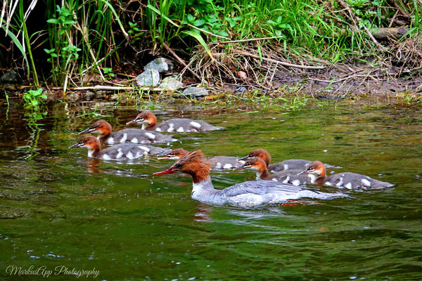 Gänsesäger mit Nachwuchs (Mergus merganser)