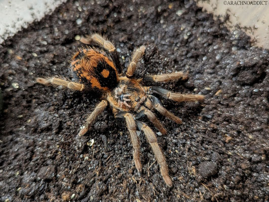 Hapalopus sp. Guerilla Weibchen mit Nachwuchs
