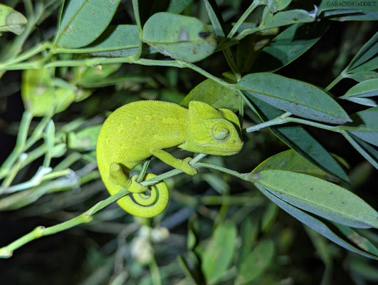 Basiliskenchamäleon (Chamaeleo africanus)