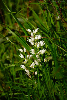 langblättriges Waldvöglein (Cephalanthera longifolia)?