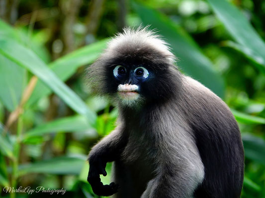 südlicher Brillenlangur (Trachypithecus obscurus)