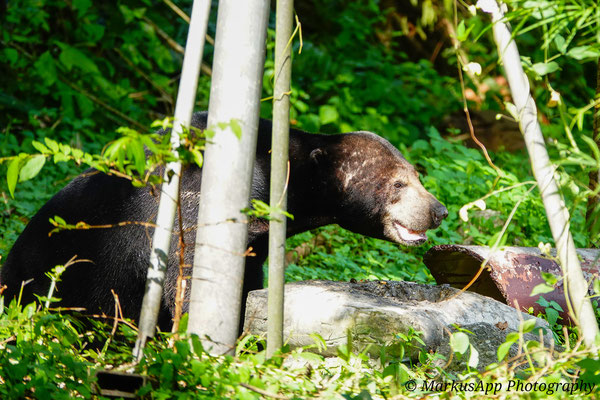 Malaienbär (Helarctos malayanus)