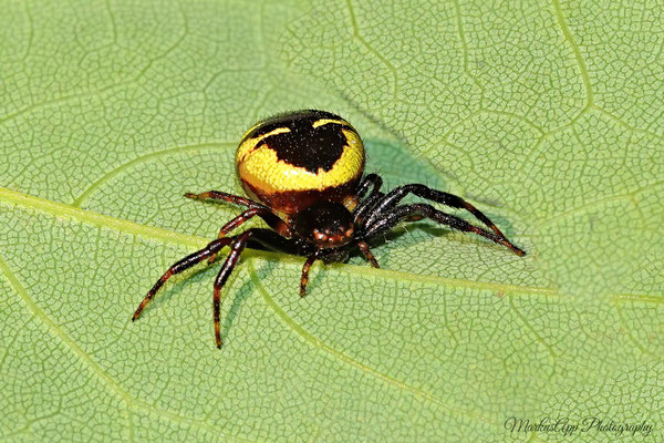 Synema globosum ♀ (südliche Glanz Krabbenspinne) 09-06-2025