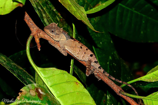 Nackenstachler (Acanthosaura crucigera)