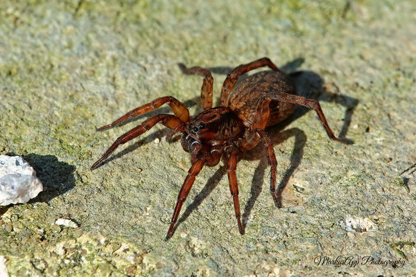 vermutlich Trochosa terricola ♀ (Erdwolfsspinne) 28-03-2021