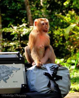 frecher Affe auf Motorrad