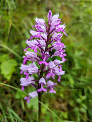 Helm Knabenkraut (Orchis militaris)