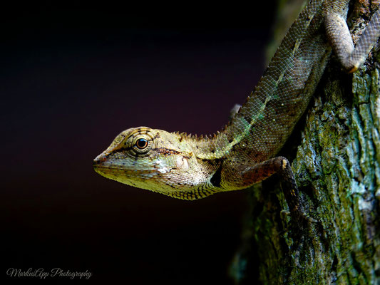 Waldgarteneidechse (Calotes emma)