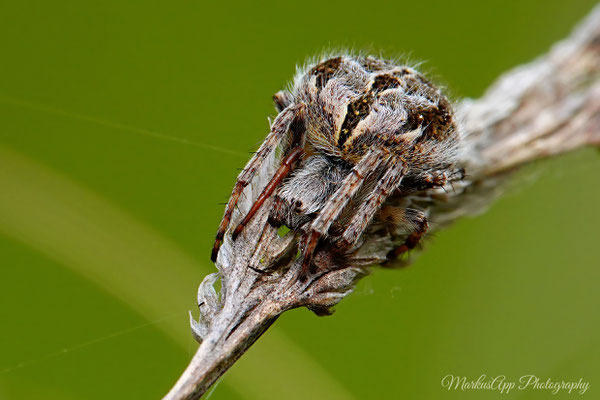 Agalenatea redii ♀ (Körbchenspinne) 08-05-2024