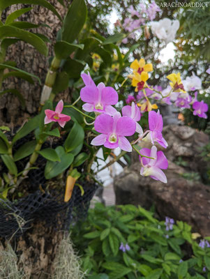 Orchideen am Wat Pho