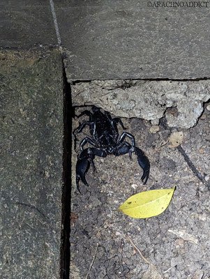 Skorpion (vermutlich Heterometrus sp.)