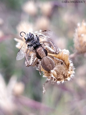 Spiracme striatipes ♀ (streifbeinige Krabbenspinne) 23-09-2022