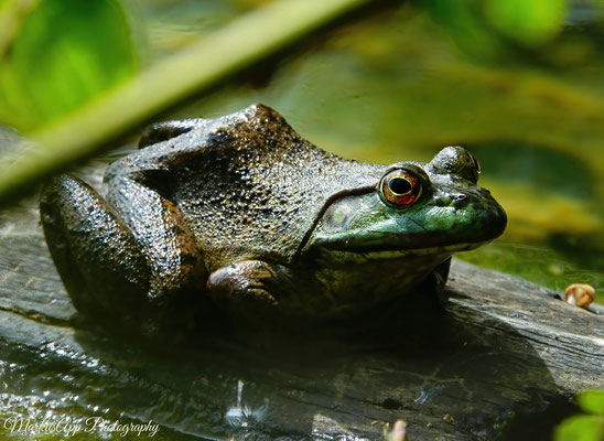 Nordamerikanischer Ochsenfrosch (Lithobates catesbeianus)