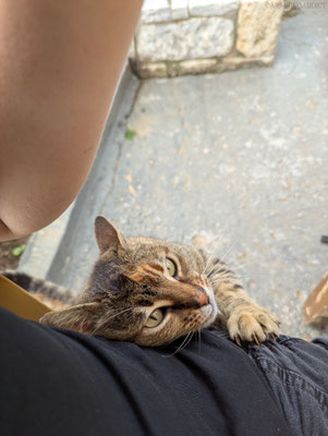 verschmuste Katze beim Abendessen