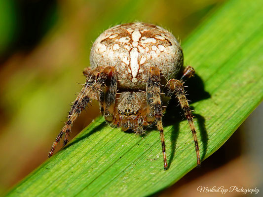 vermutlich Araneus diadematus ♀ (Gartenkreuzspinne) 05-10-2022