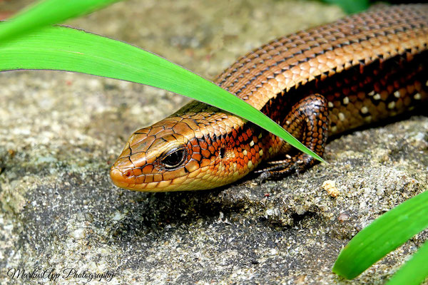 Vielstreifenmabuye (Eutropis multifasciata)